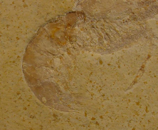 Eystaettia intermedius (OPPEL 1839) - Bild © FossNet FossilienStore